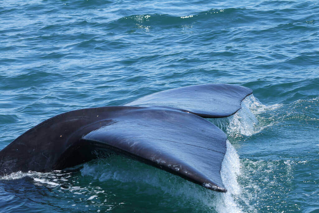 Southern Right Whale tail flukes lifting clear of the water during a Hermanus whale watching trip