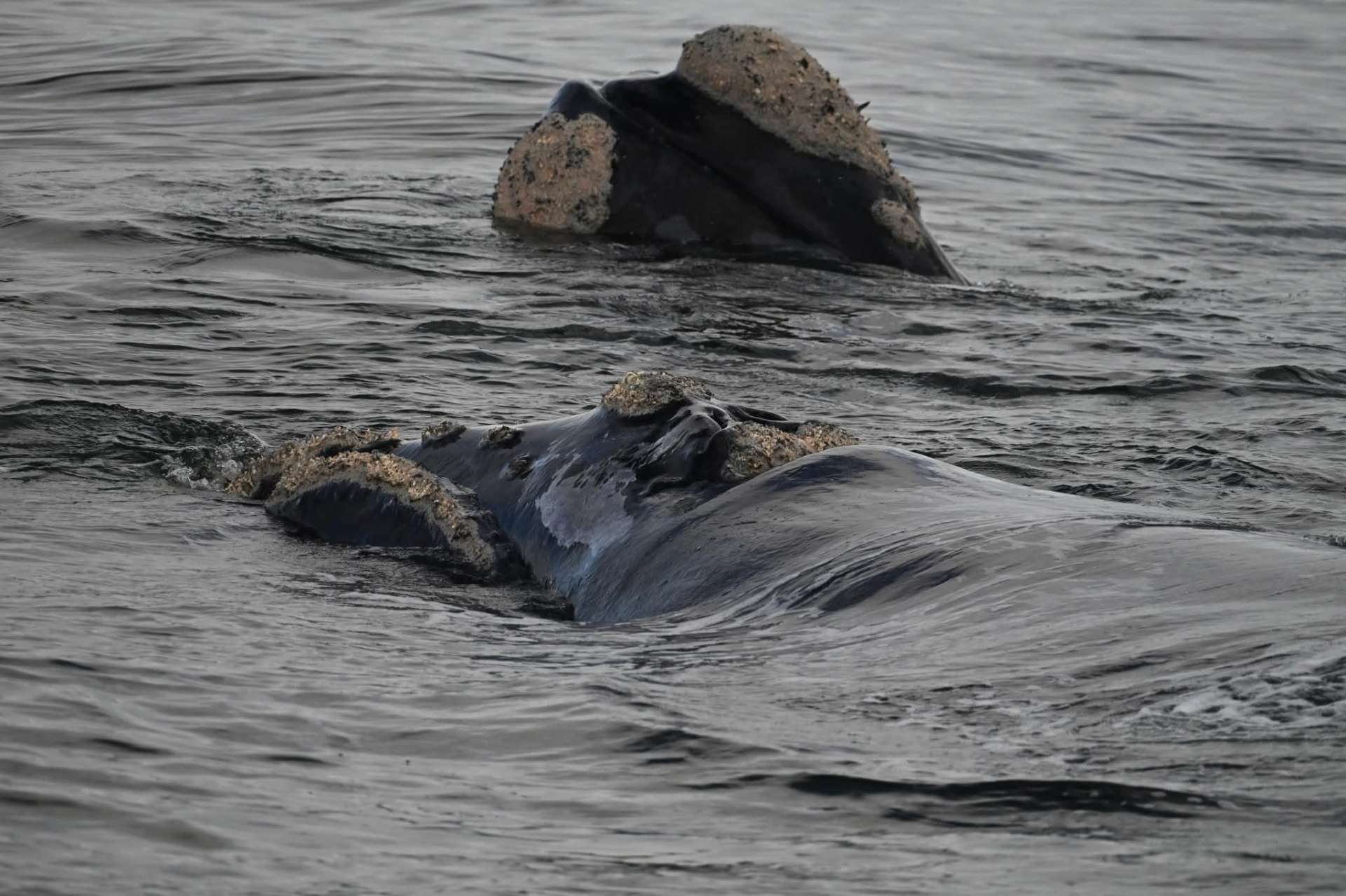 A pair of Southern Right Whales showing their distinctive head callosities at the surface in Walker Bay