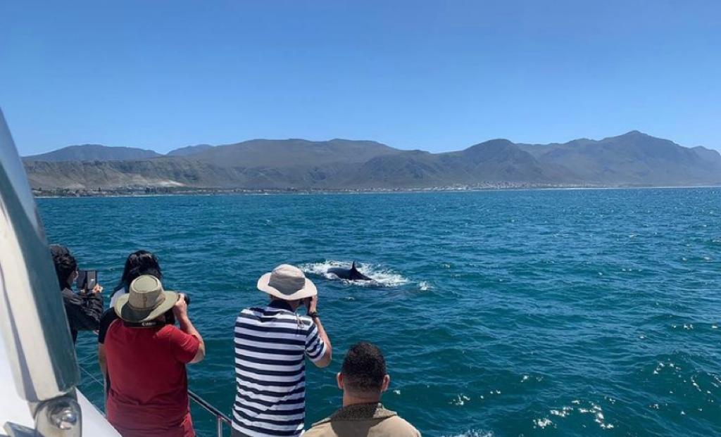 Guests on a Hermanus whale watching boat photographing a dolphin in Walker Bay