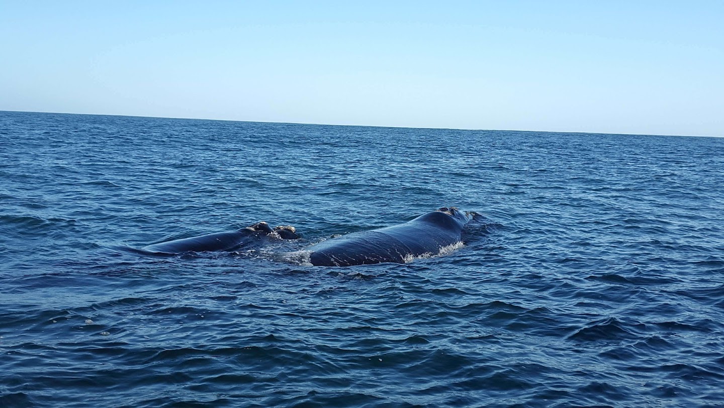 Southern Right Whale surfacing in the deep blue waters of Walker Bay, Hermanus
