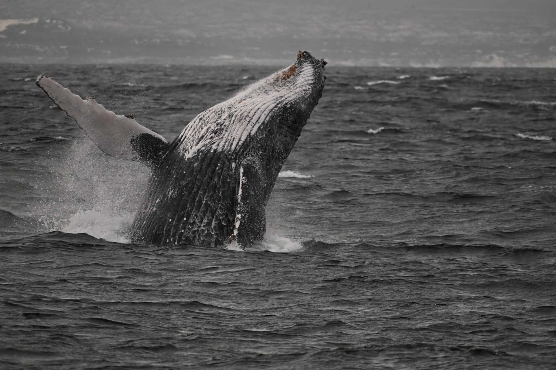 Humpback Whale breaching off Hermanus with the coastline in the background