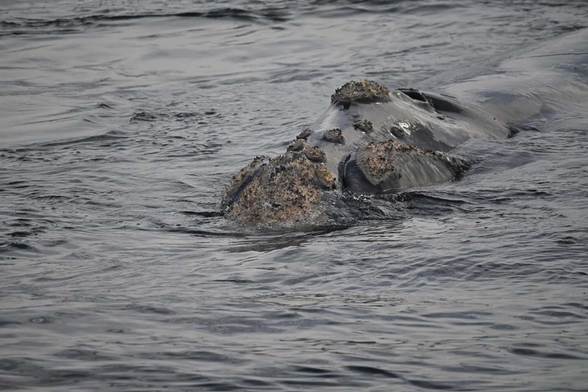 Close-up of a Southern Right Whale's barnacle-covered callosities on the head