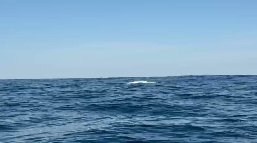 Plettenberg Bay whale watching boat tour — frame from on-board footage showing the bay and marine wildlife